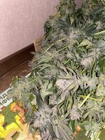 IMG_1106.jpeg