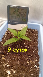 9 сут (3).jpg