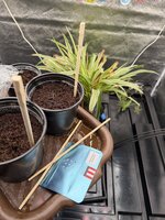 IMG_1184.jpeg