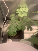IMG_0536.jpeg