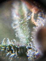 IMG_6690.jpeg