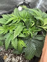 IMG_6380.jpeg