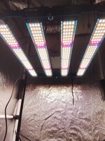 IMG_20260616_090955.jpg