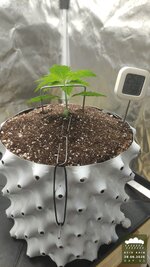 02_2026-08-28_acid-rain-01_veg-w01d11_full_01.jpg