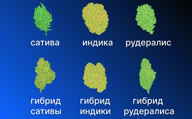 Словарь терминологии генетики и селекции конопли Словарь терминологии генетики и селекции конопли