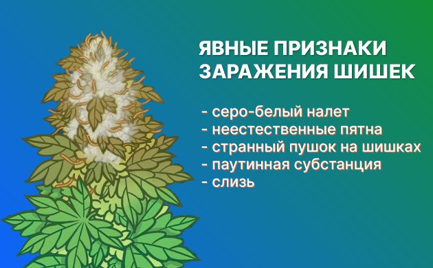 Как обнаружить плесень на шишках конопли Как обнаружить плесень на шишках конопли