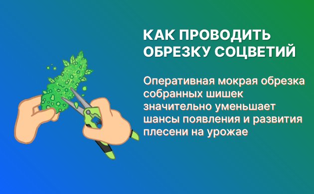 Обрезка шишек конопли Обрезка шишек конопли