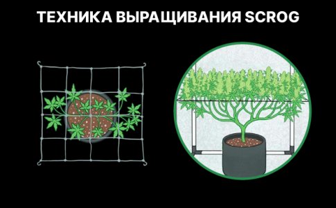 Техника ScrOG