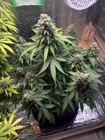 IMG_3455.jpeg