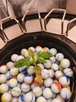 IMG_20260922_123437_963.jpg