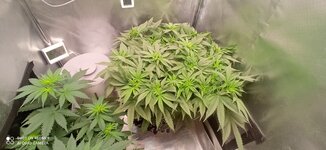 IMG_0029.jpeg