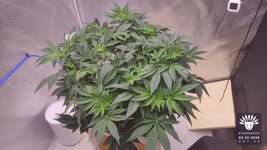 2026-10-02_aya-01_flo-w06d46_canopy_01.jpg