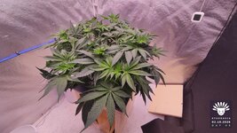 2026-10-02_aya-01_flo-w06d46_canopy_04.jpg
