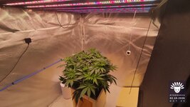 2026-10-02_aya-01_flo-w06d46_setup_01.jpg