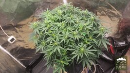 2026-09-30_acid-rain-01_veg-w06d44_canopy_01.jpg