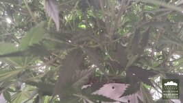 2026-10-01_acid-rain-01_veg-w06d45_canopy_02.jpg