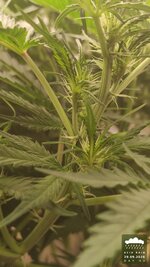 2026-09-29_acid-rain-01_veg-w06d43_macro_01.jpg