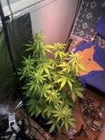 IMG_3168.jpeg