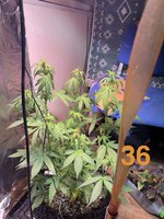 IMG_3150.jpeg