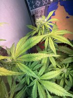 IMG_3164.jpeg