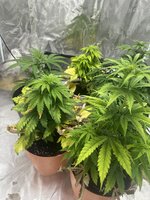 IMG_3904.jpeg