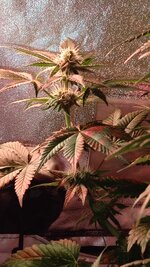 1000134867.jpg