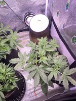 IMG_6933.jpeg