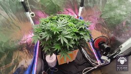 2026-10-04_aya-01_veg-w07d48_full_01.jpg