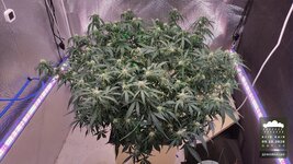 2026-10-09_acid-rain-01_veg-w07d53_canopy_03.jpg