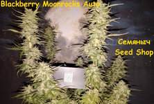 Blackberry Moonrocks Auto fem (AlphaFem Seeds)2.jpg