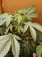 15945.jpg
