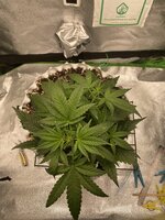 IMG_4824.jpeg