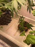 IMG_5654.jpeg