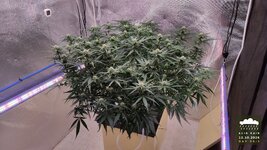 2026-10-12_acid-rain-01_flo-w08d56_full_01.jpg