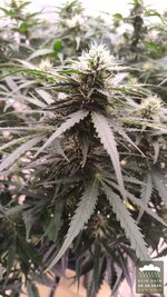 2026-10-16_acid-rain-01_flo-w08d60_bud_01.jpg