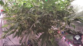 2026-10-16_aya-01_veg-w08d60_canopy_04.jpg