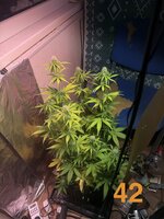 IMG_3205.jpeg