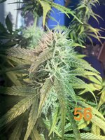 IMG_3279.jpeg