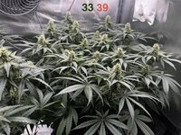 IMG_0877.jpeg