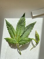 IMG_4862.jpeg
