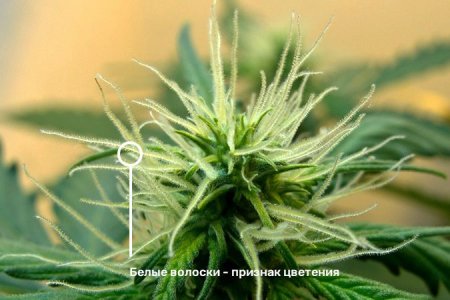 цветение конопли цветение конопли