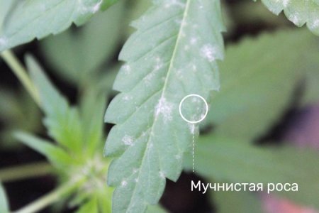 Мучнистая роса Мучнистая роса