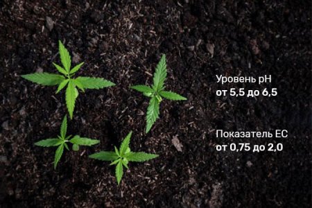 грунт для полива конопли