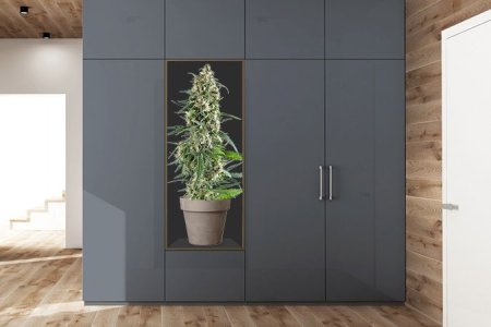 Гроубокс для конопли Гроубокс для конопли