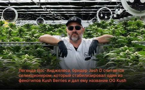 ОГ Куш сорт конопли ОГ Куш сорт конопли