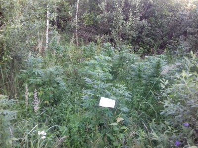 20160522_074419.jpg 20160522_074419.jpg