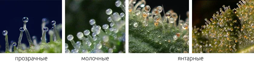 изображение_2022-07-24_221753.png
