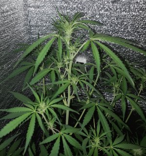 3007_lemon1.jpg