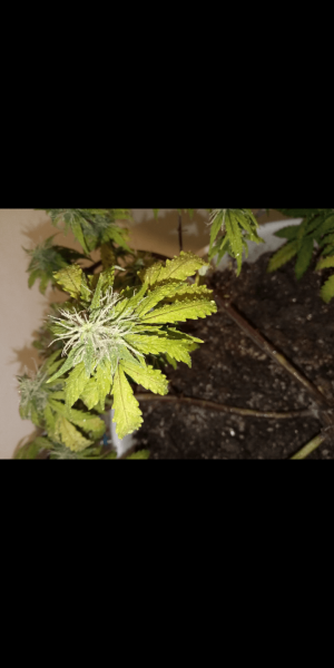 Screenshot_20220815-152033.png
