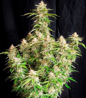 Gorilla-Auto-fem-kust-konopli__WvH7YGyluv6xJ3UG.jpg